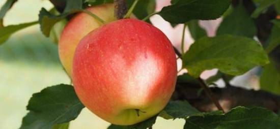 Apples are rich in nutrients