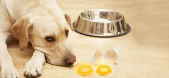 Eggs for dog