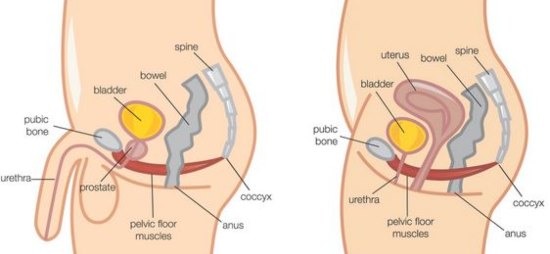 Ways to control your pelvic muscles
