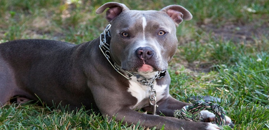 The best dog food for Pitbull