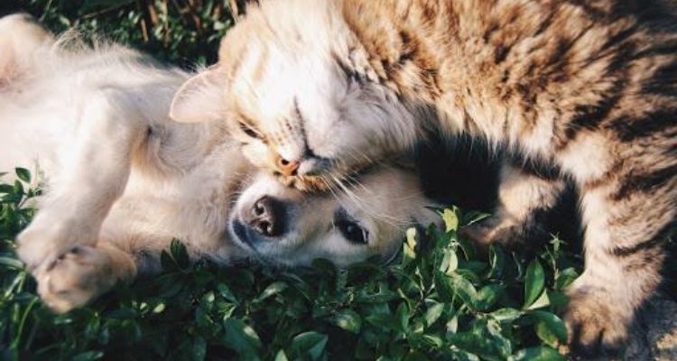 6 Tips For Keeping Pets Happy and Healthy