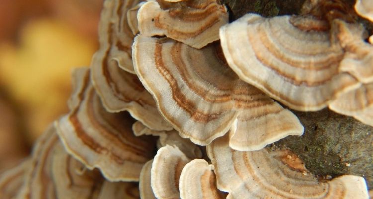 Turkey Tail and Its Health Benefits
