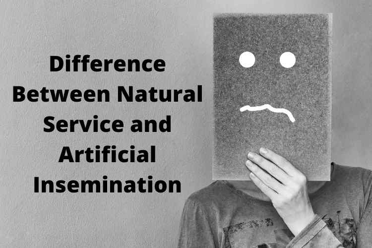 Difference Between Natural Service and Artificial Insemination