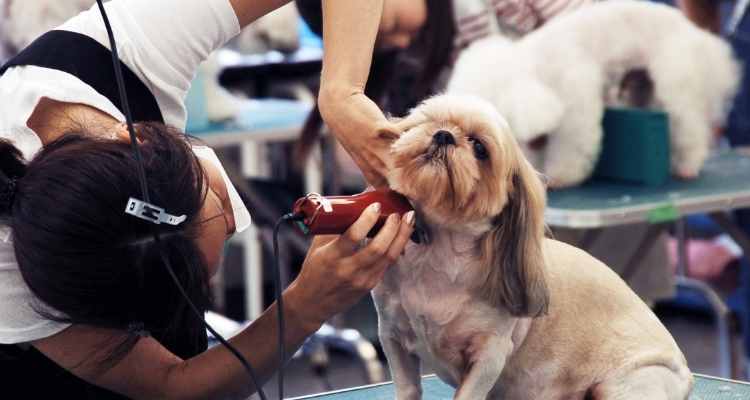 The Art of Grooming Your Pet At Home