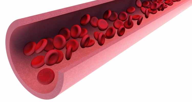 A Brief Description of How Blood Flows In Your Body
