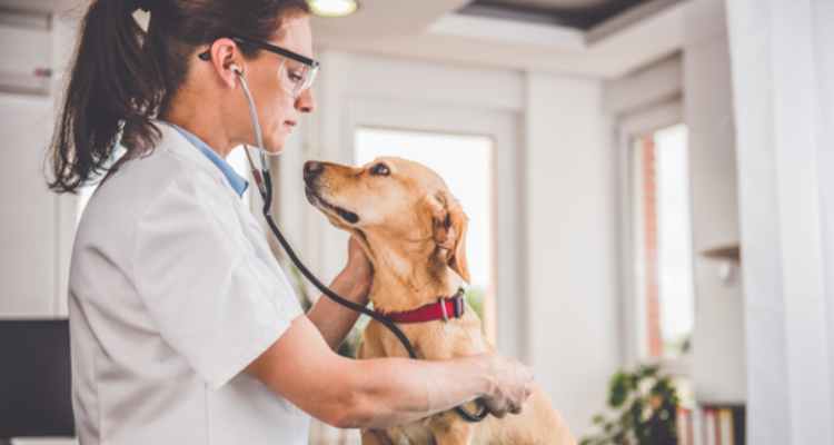 Understanding Pet Healthcare Plans and Services