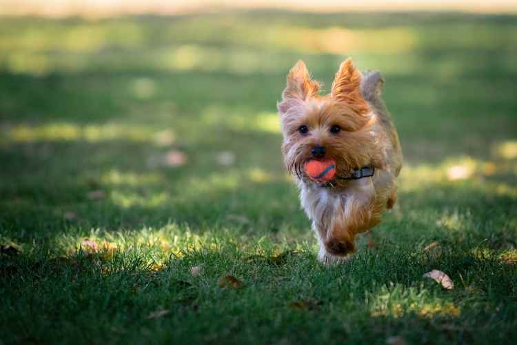 Best Age For Yorkie To Have Puppies