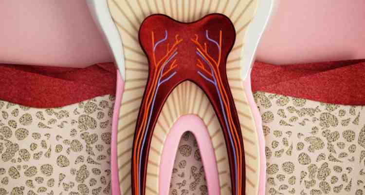 Your Ultimate Guide to Understanding Dentin