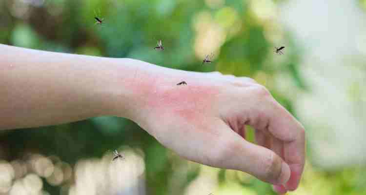 How Do Mosquitoes Affect Human Health on a Global Scale
