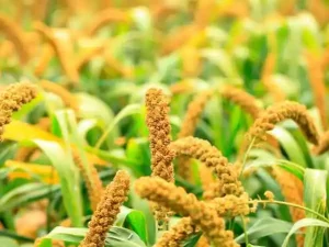 Kangni Millet Unveiled A Tiny Grain with Mighty Benefits