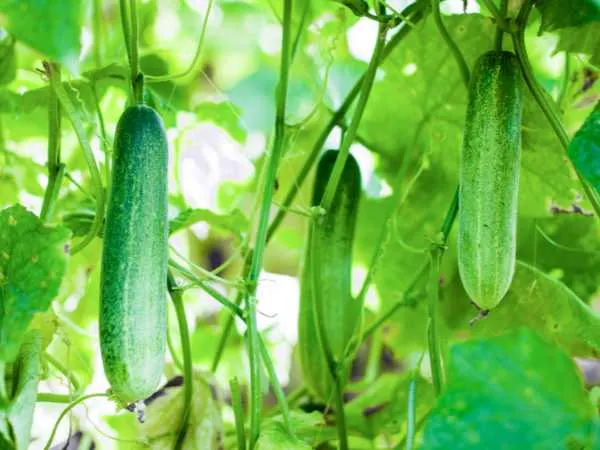 Cucumber