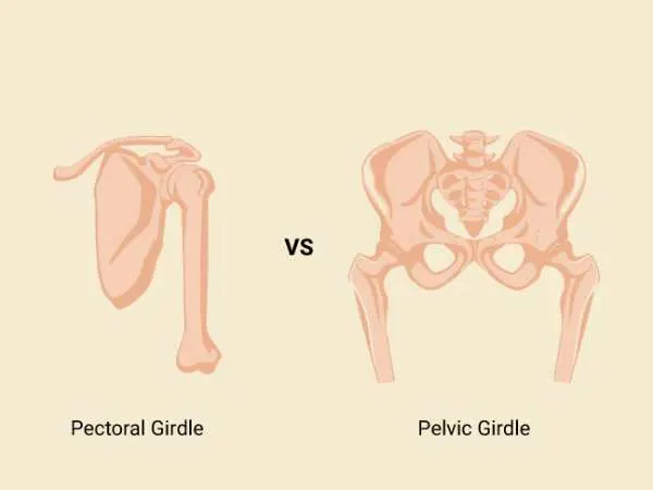 Difference Between Pectoral and Pelvic Girdle